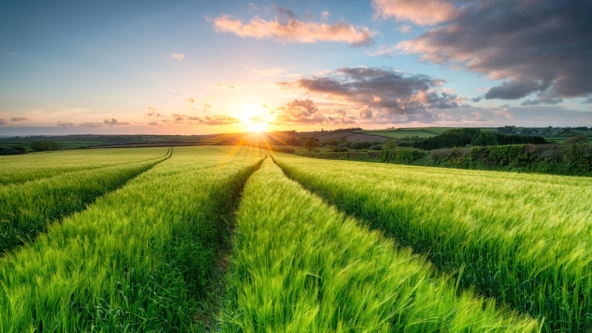 Field of grass